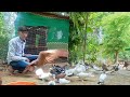 pigeon in khandwa || pigeon house || high flying pigeon || rudra ke kabootar