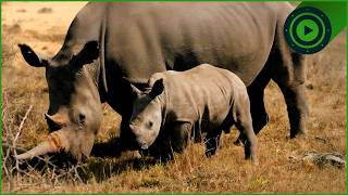 Rhino War: Inside the Frontline Battle Against Poachers in Africa | Wildlife Documentary