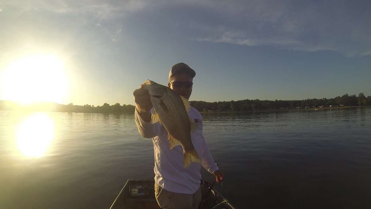 Catching White Bass in Summertime
