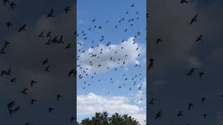 Kilikal Padumoru Ganam