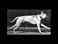 Dog Running - sideview (1887) Eadweard Muybridge