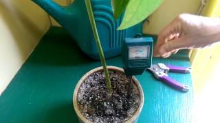 Indoor Avocado Tree Growing Progress