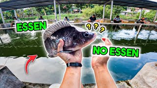 Mancing Nila ESSEN vs NO ESSEN ⁉️ Berhasil Test? atau Gagal?