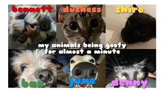 My 6 animals being goofy for 57 seconds (REQUESTED BY MY MOTHER🫶)