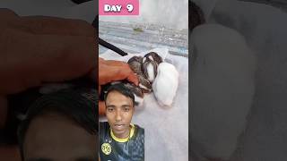 What does a 9-day-old baby rabbit look like? #shorts #rabbit #trendingshorts