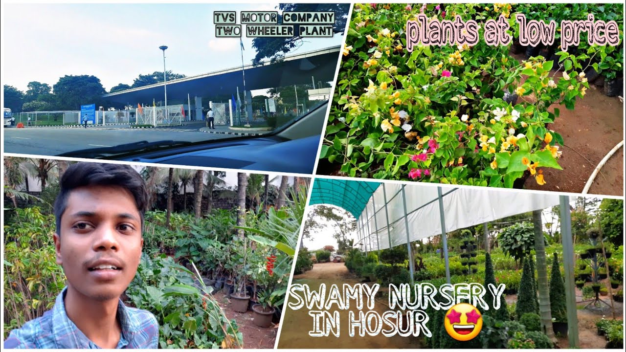 Nursery visit 🤩 cheapest plant nursery Swamy nursery in Hosur🌷