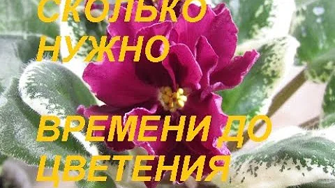 ФИАЛКА ОТ ЛИСТА ДО ЦВЕТКА. СКОЛЬКО ВРЕМЕНИ ЖДАТЬ ?