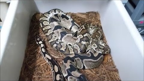 Angolan python HATES me.  First captive bred in Kansas (we think).