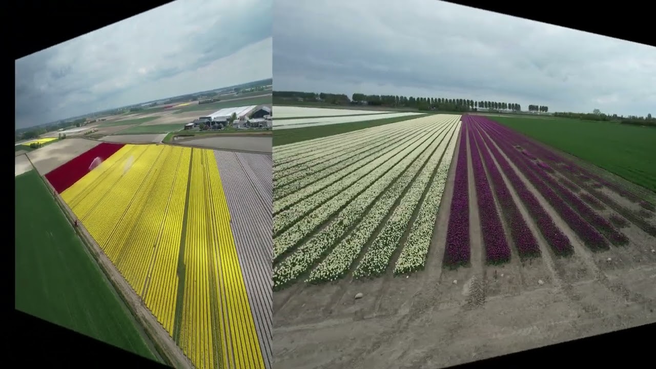 Tulip fields Goeree overflakkee 27 04 2022