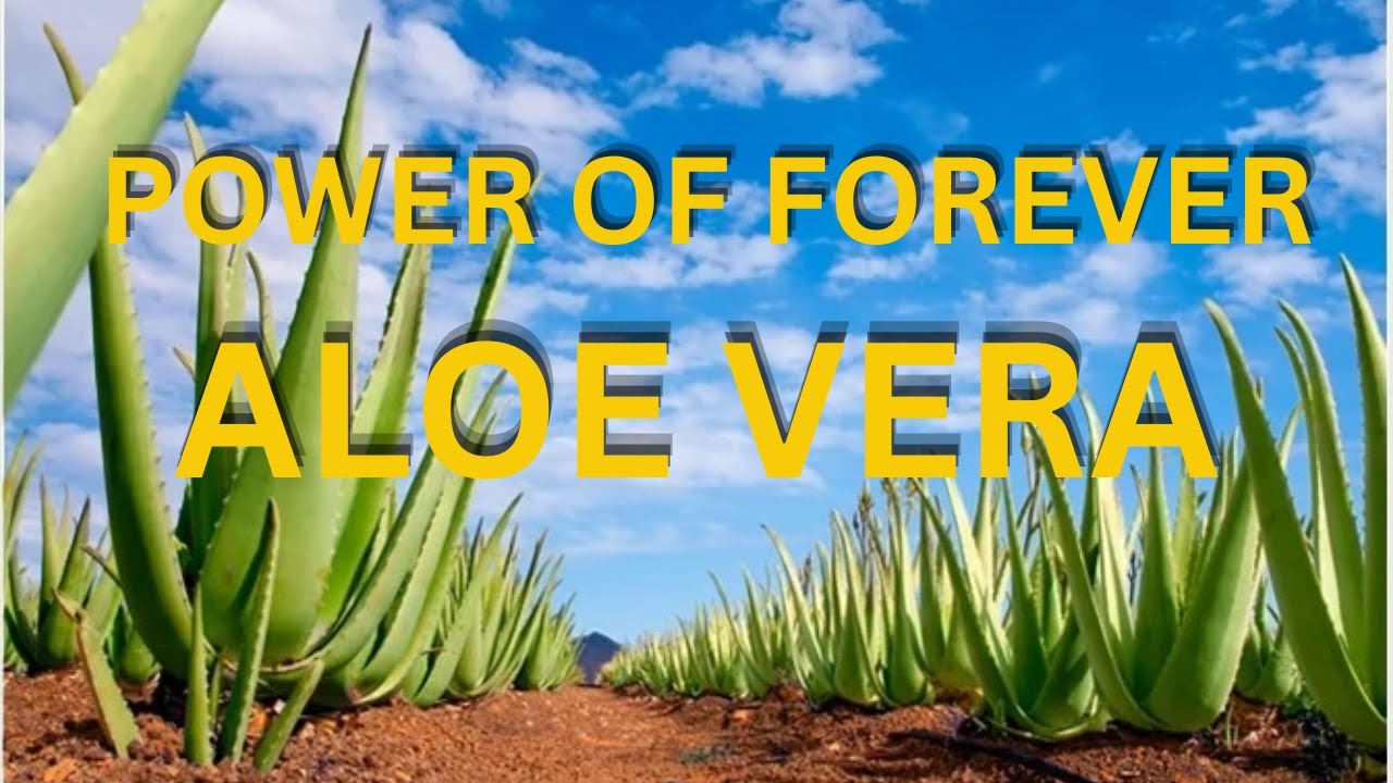 Production of Forever Aloe vera in Arizona USA 