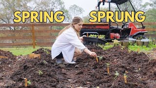 SPRING IS HERE Planting my tomato starts + STARTING my Sunflower WALL! Zone 9 Garden #permaculture by Homesteading with Shelby 1,984 views 2 months ago 23 minutes