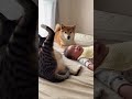 ﾈｯｺ「ｲｯﾇ寝とるよな…？ﾌﾞﾎﾞｫ」ｲｯﾇ「…！！こらっ！何しとんや！！」ﾈｯｺ二度見　#shorts