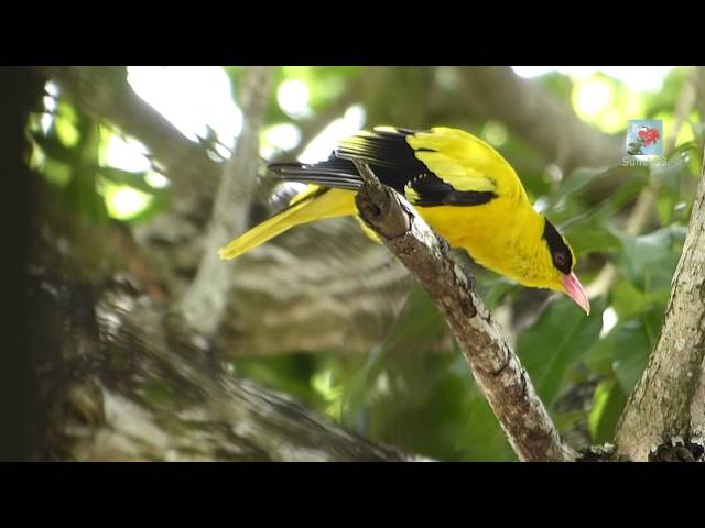 Kicau Burung Kepodang di Alam Bebas class=