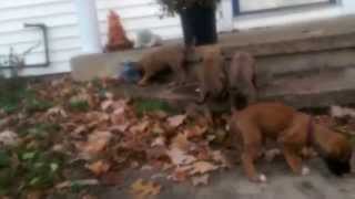 AKC English Mastiff Puppies Ready for Christmas!