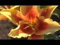 How to Grow Lilies | At Home With P. Allen Smith