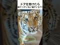 ドアを開けたら超でっかい丸い猫がいる?!