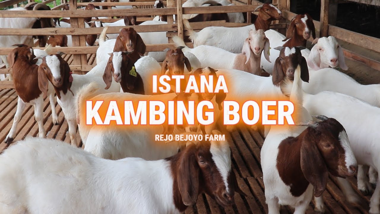 Rejo Farm 500 EKOR KAMBING BOER DI REJO BEJOYO FARM JOMBANG - YouTube