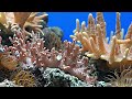 CORAL 🌊 Nature’s Beauty | Soothing Meditation