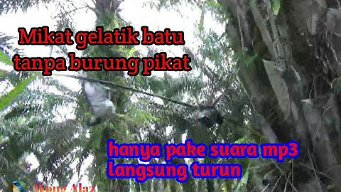 Mikat Gelatik batu tanpa burung pikat ll menggunakan suara mp3 kutilang ribut