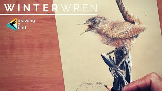 How To Draw a Wren Birds