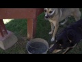San Diego Pet Training: Obedience Classes San Diego Pet Training: Obedience Classes