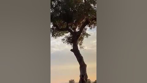 Lion & leopard fall out tree while fighting for food