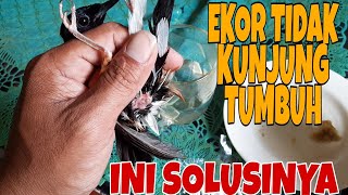 TIPS MENGATASI EKOR BURUNG MURAI BATU YANG TIDAK KUNJUNG TUMBUH