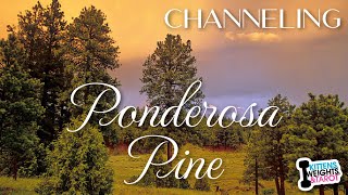 Psychic Channeling Ponderosa | Sunday Live Chat | Ep.132