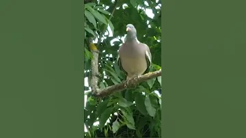 ВЯХИРЬ - дикий лесной голубь. КРАСАВЧИК 😮 Видали такого размера.