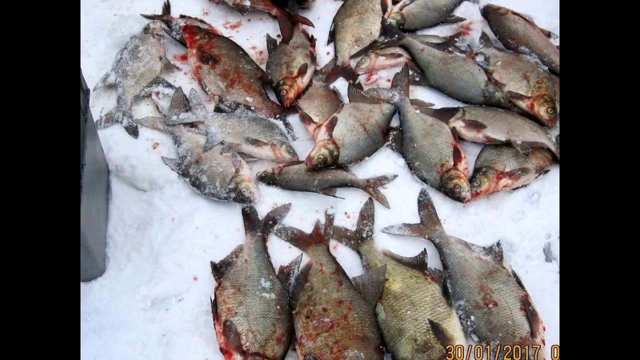 Клев на можайском. Десногорск рыбалка на водохранилище. Десногорское водохранилище рыбалка 2022. Рыбалка на Десногорском водохранилище 2022. Десногорское водохранилище зимняя рыбалка 2021.