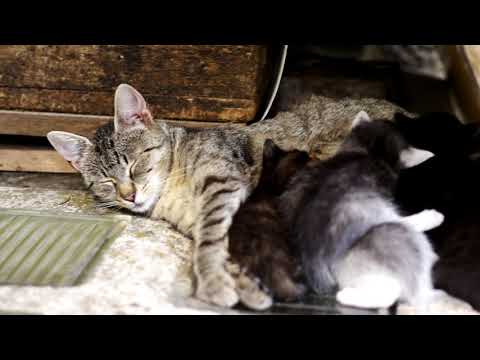 Video: Nájdenie Dokonalého Nosiča Mačiek - Výber Prepravky Správnej Veľkosti