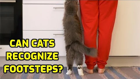 Do Cats Recognize Their Owners' Footsteps?