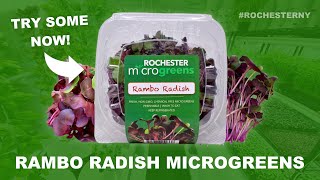 Rambo Radish Microgreens In Rochester NY by Rochester Microgreens 68 views 7 months ago 25 seconds