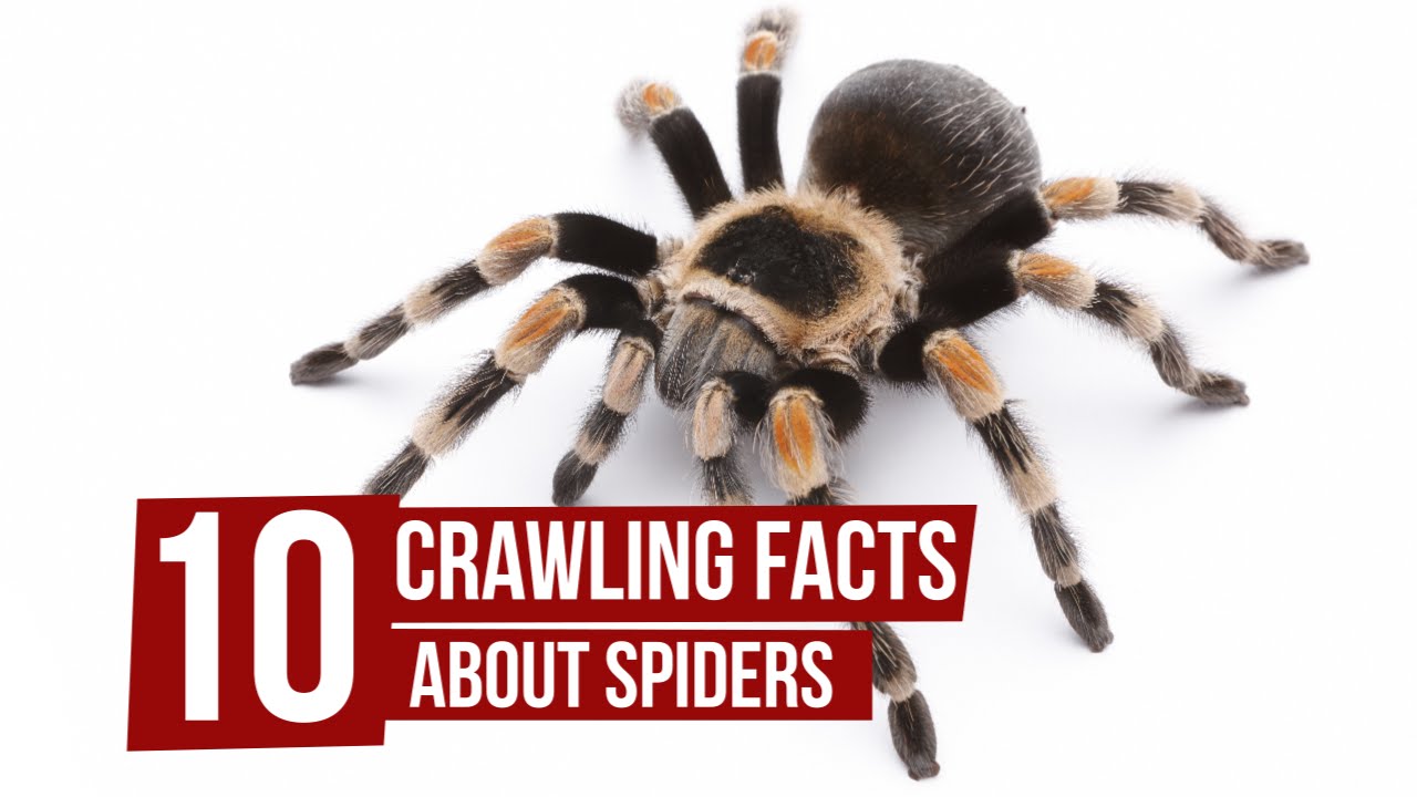 Spiders, facts and information