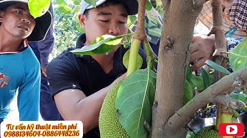 Hướng dẫn cắt tỉa trái mít | nhận dạng trái mít thái sơ đen | thán thư cuốn