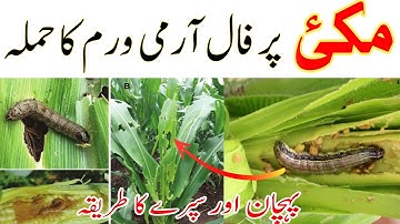 How to Identify and control Fall Army Worm | FAW attacking maize crop