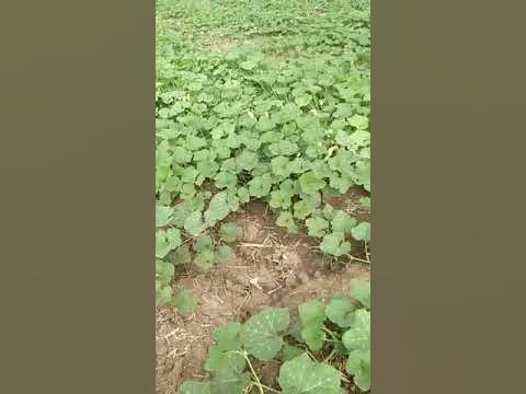 Kalash seeds hybrid pumpkin 1273 - YouTube