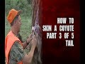 How to skin a coyote - part 3 of 5 - tail