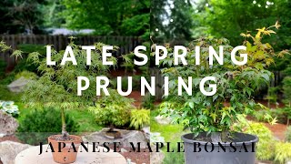 Pruning Japanese Maple Bonsai trees in Late Spring!