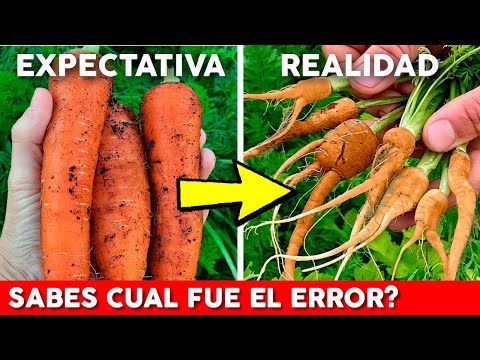 Video: Errores de paisajismo que se deben evitar: solución de errores y problemas comunes en el jardín