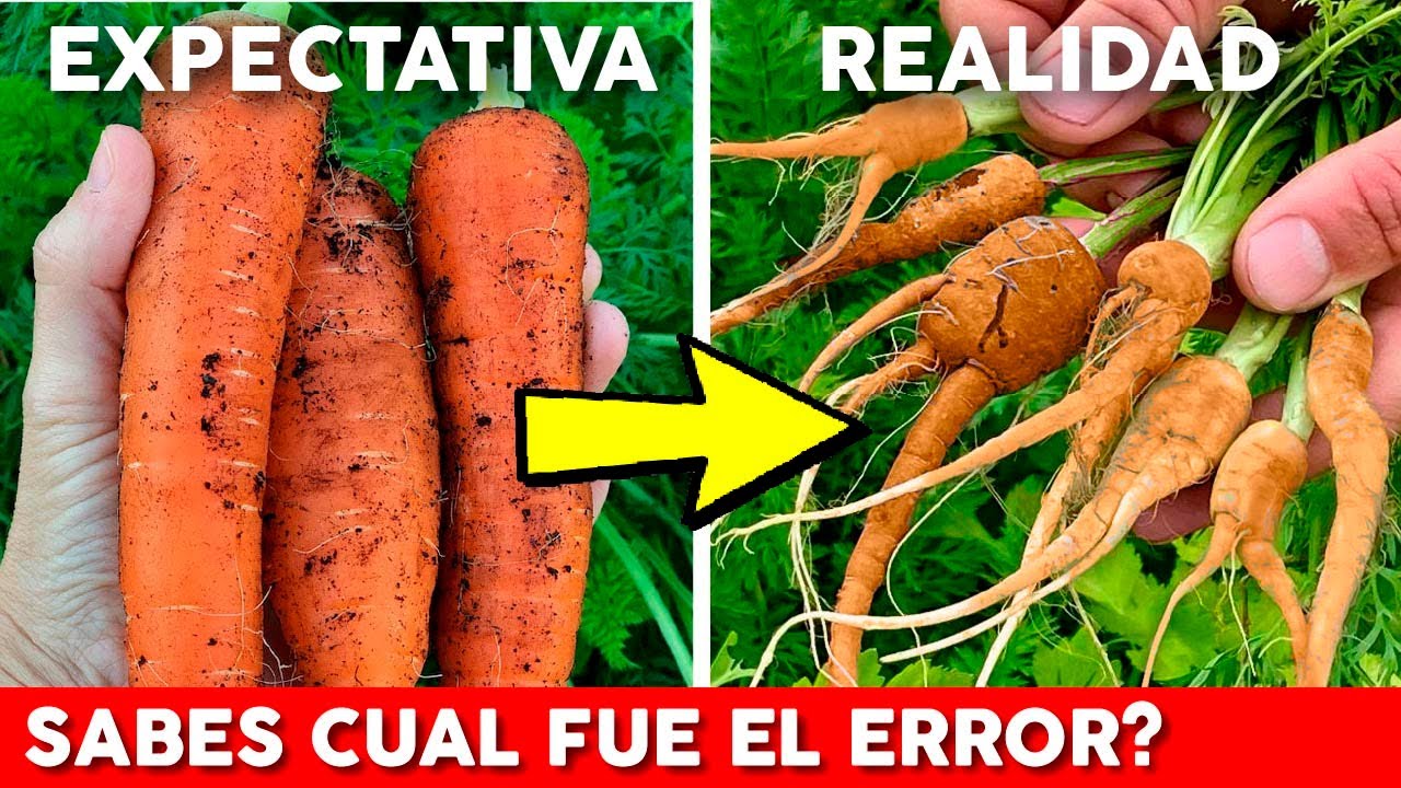 49 Errores Que Seguro Cometiste En La Huerta (Y Que Hay Que Dejar De Cometer)