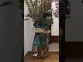 Vaso lindo é mais 3 ideias com galão de água #diy #dolixoaoluxo #artesanato #decoraçãogastandopouco