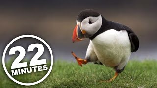 22 Minutes: Puffins Attack Ad