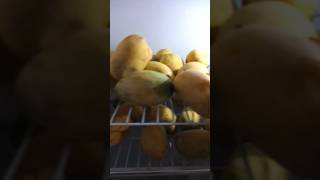 mangoes | chonsa mangoes mangoes mango chunsamangoes pakistanimangoes
