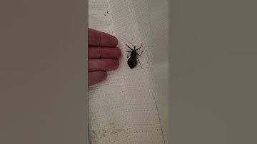 Haggis got Lucky - thankfully avoiding the apparently insanely painful Wheelbug Bite #bugbites