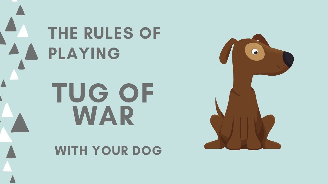 The Rules of Playing TugofWar with your Dog YouTube