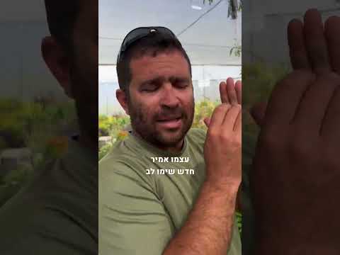 וִידֵאוֹ: 5 דרכים לגדל עגבניות מזרעים
