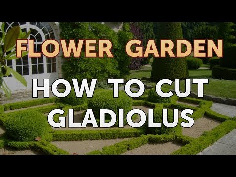 How to Cut Gladiolus