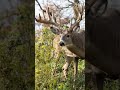 cool edit #shorts #hunting #deerhunting #deer 🦌 😎