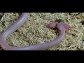 Vasuki | Temple Snake | Live Feeding